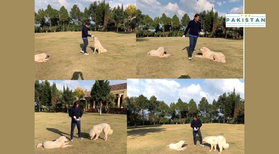 Imran Spends Time With Pet Dogs At Banigala