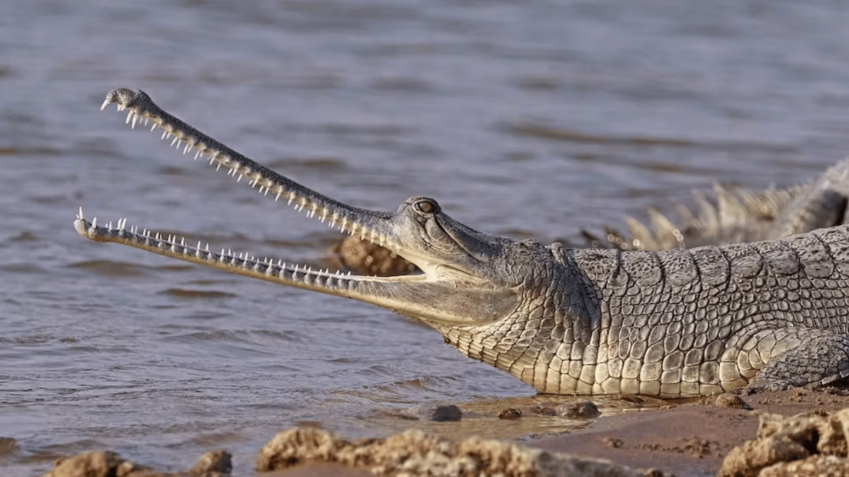 rare gharial crocodile sighting in sutlej river sparks conservation hope