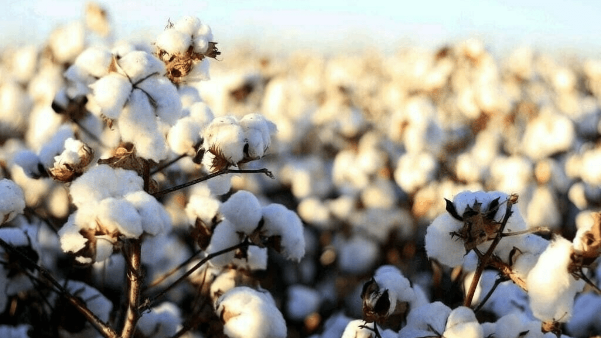 sindh urges increase in cotton support price