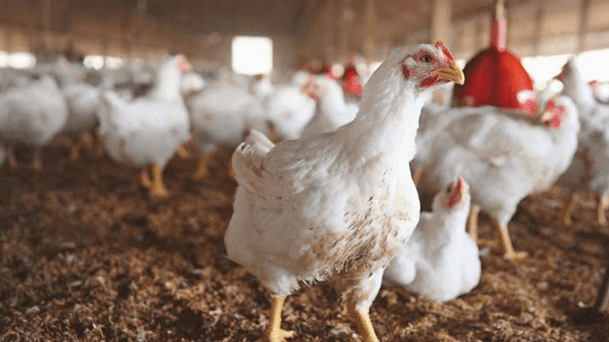 Rising Chicken Prices in Karachi Challenges Ahead of Eidul Fitr